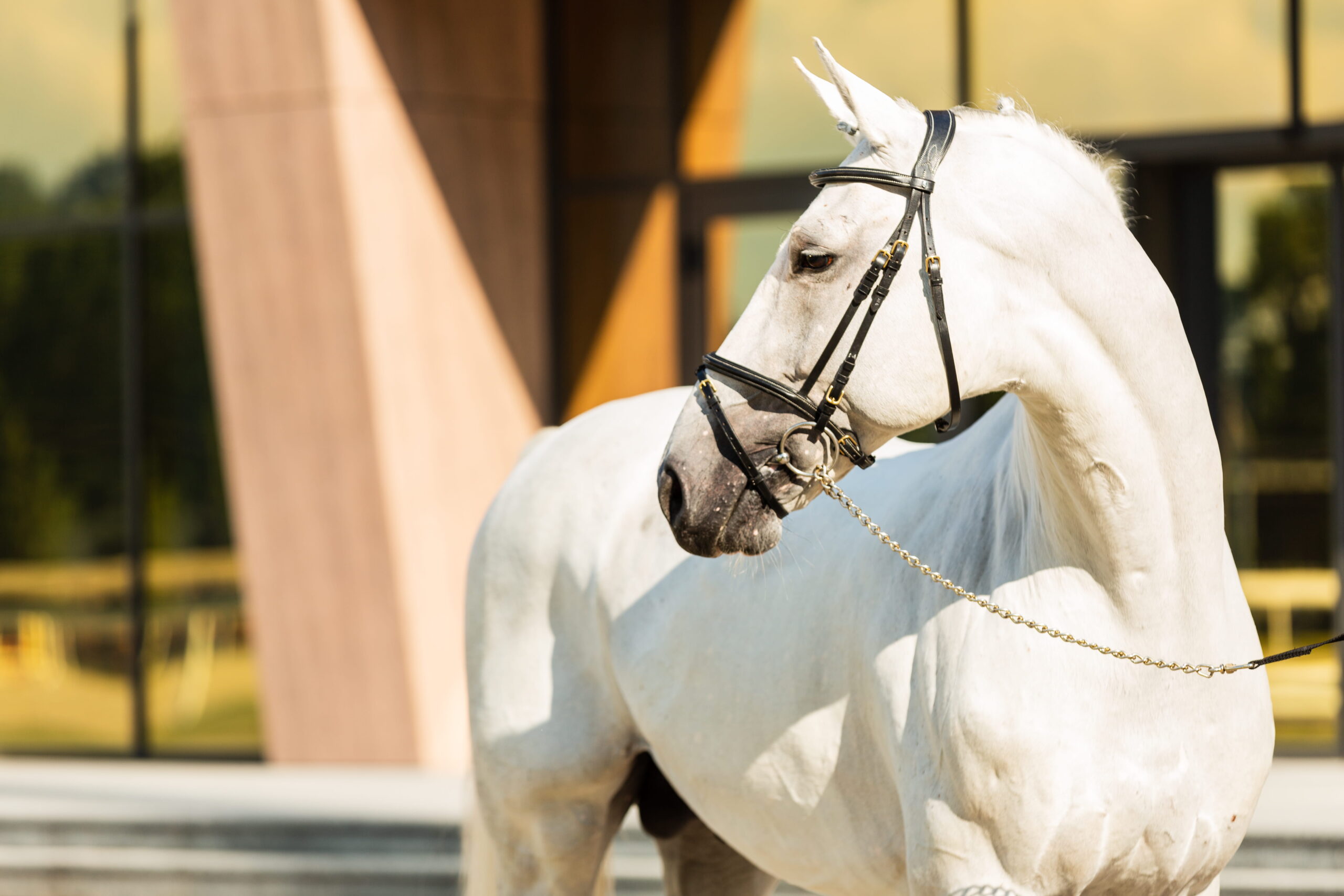 Перевірені коні з гарантією якості