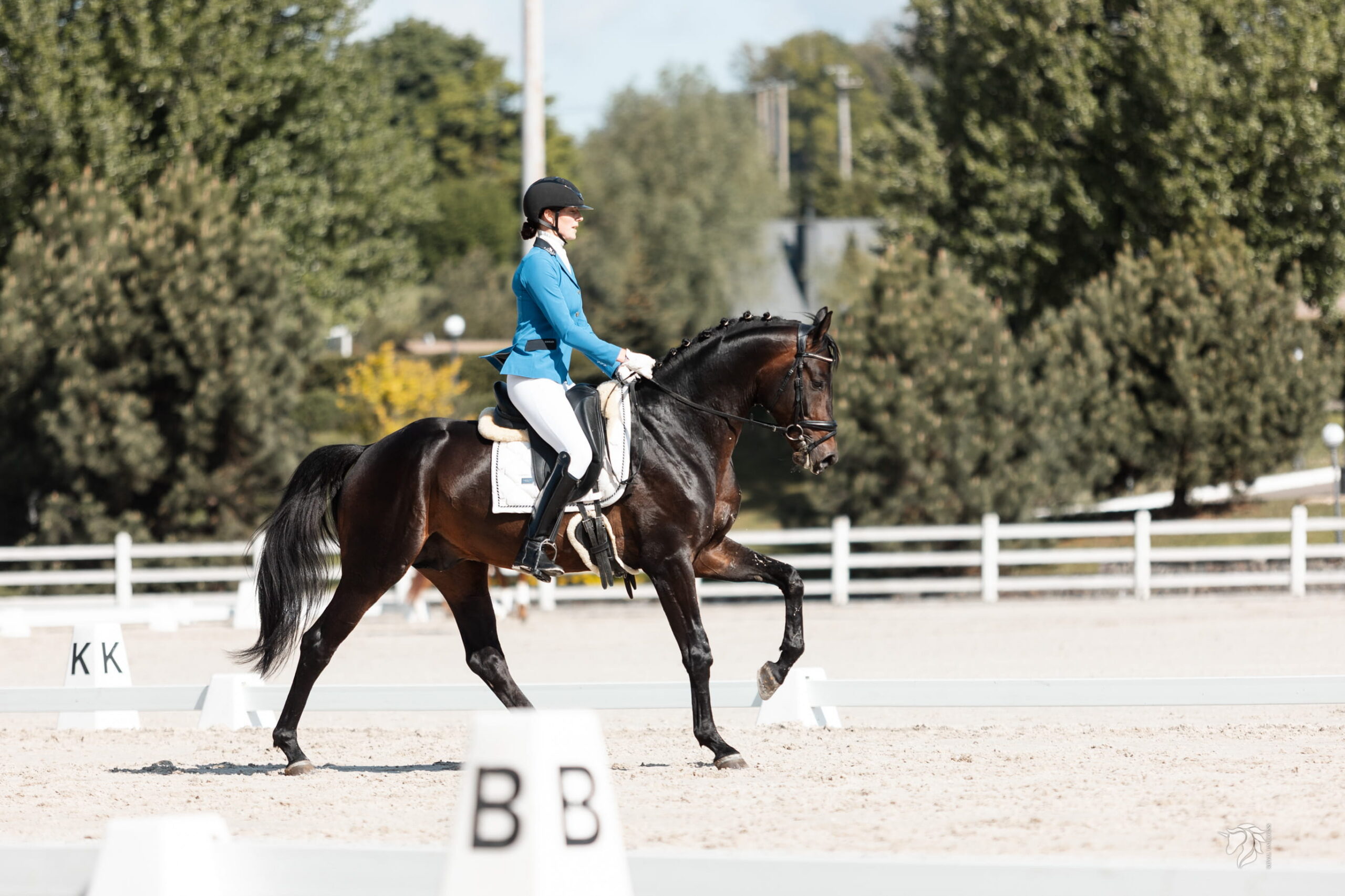 Знайдіть свого ідеального коня вже сьогодні