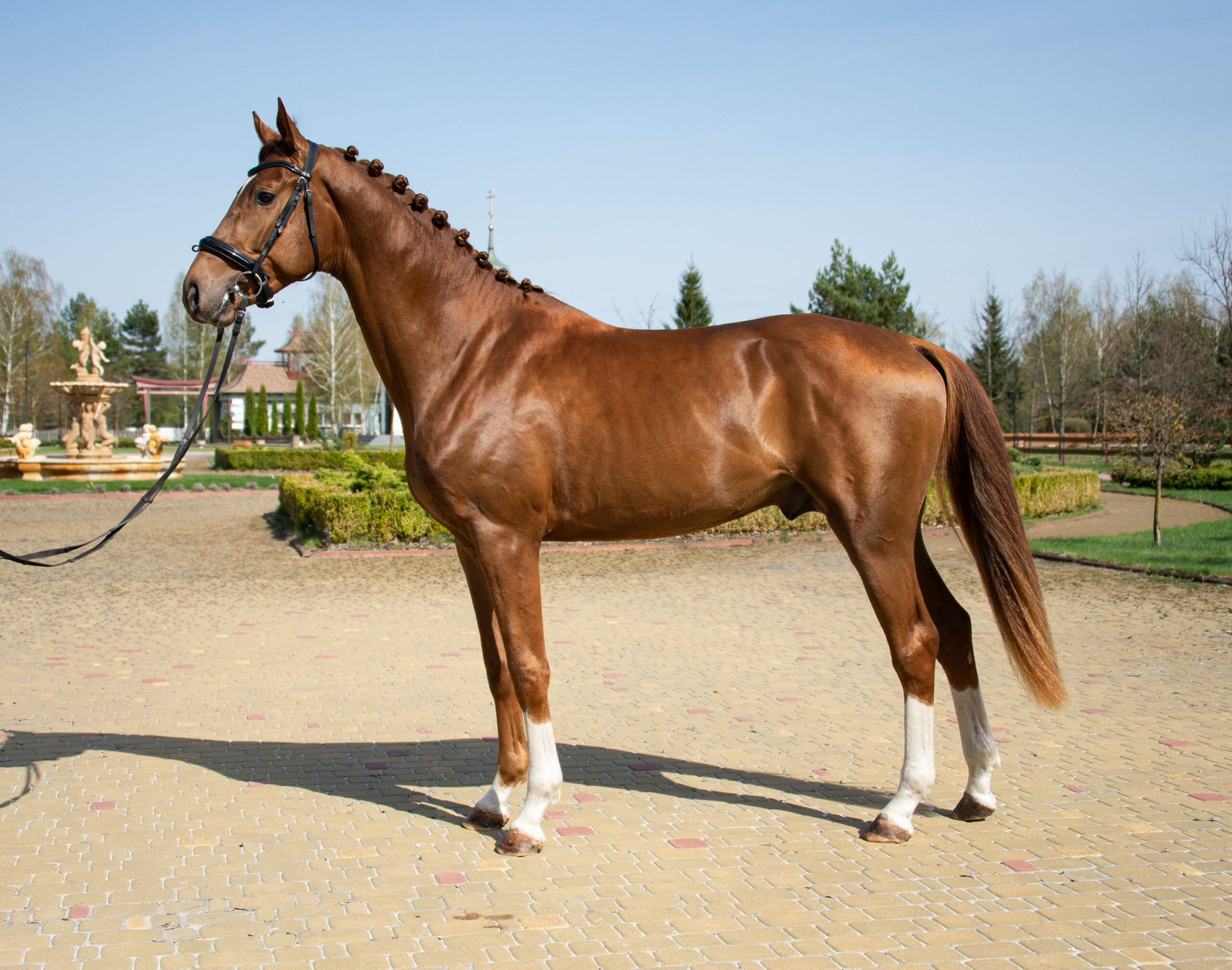 Бест (Копировать)